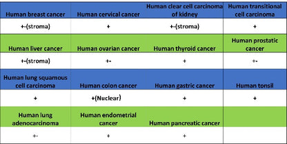 IL-18 Recombinant Rabbit mAb (S-2142-2)