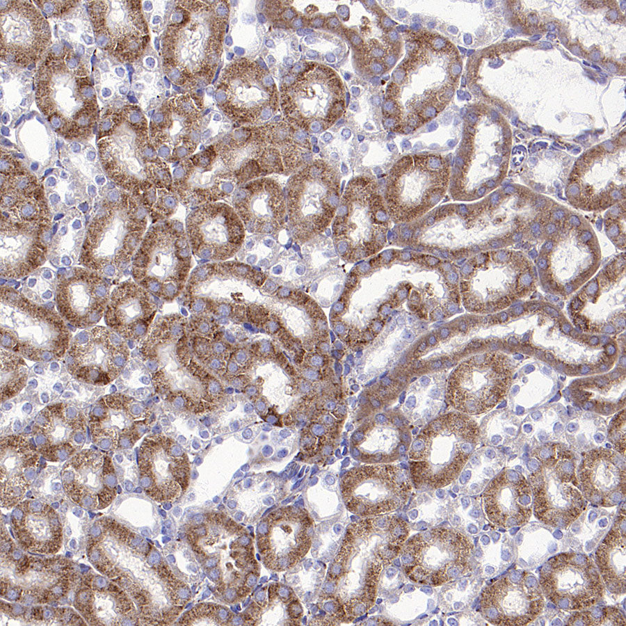 PRSS35 Recombinant Rabbit mAb (S-3769-241)