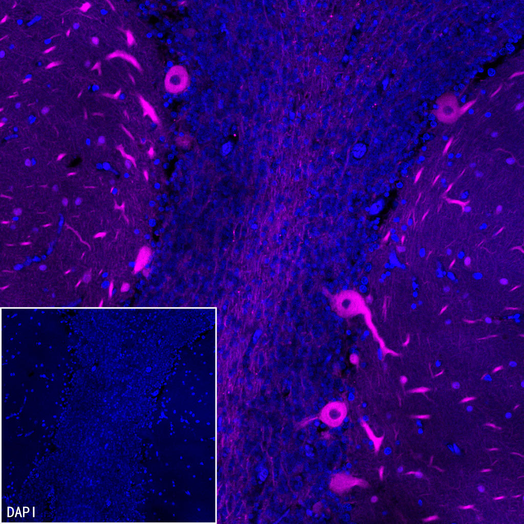 Beta III tubulin Recombinant Rabbit mAb (Alexa Fluor® 647 Conjugate) (SDT-251-28)