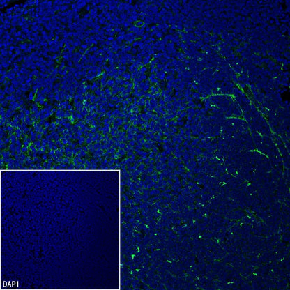 CXCL13 Recombinant Rabbit mAb (SDT-2703-132)