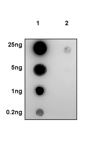 Phospho-p70 S6 Kinase (Ser371) Recombinant Rabbit mAb (S-1239-6)