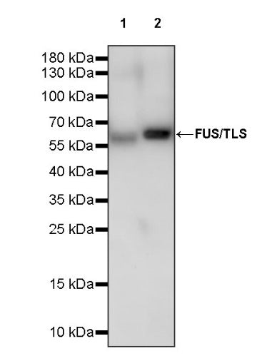 FUS/TLS Rabbit Polyclonal Antibody