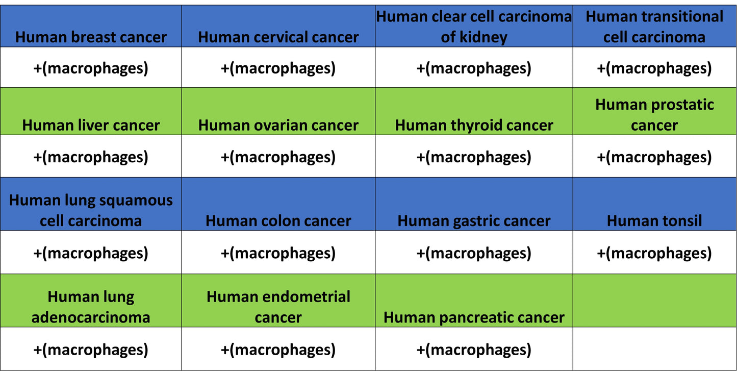ADGRE1 (F4/80) Recombinant Rabbit mAb (S-2683-205)