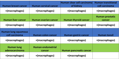 ADGRE1 (F4/80) Recombinant Rabbit mAb (S-2683-205)
