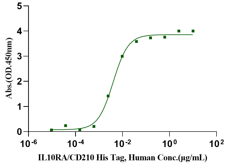 IL-10 Protein, Bovine