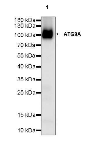 ATG9A Recombinant Rabbit mAb (S-1418-5)