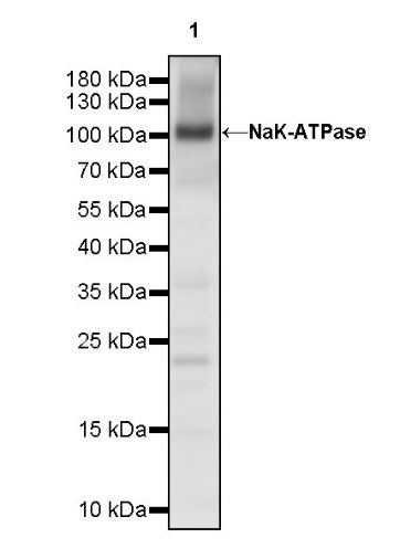 NaK-ATPase Recombinant Rabbit mAb (S-1373-39)