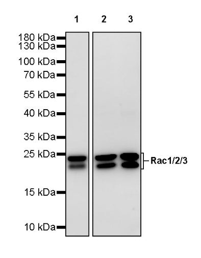 Rac1/2/3 Recombinant Rabbit mAb (S-2720-10)