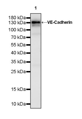 VE-Cadherin Recombinant Rabbit mAb (S-1291-239)