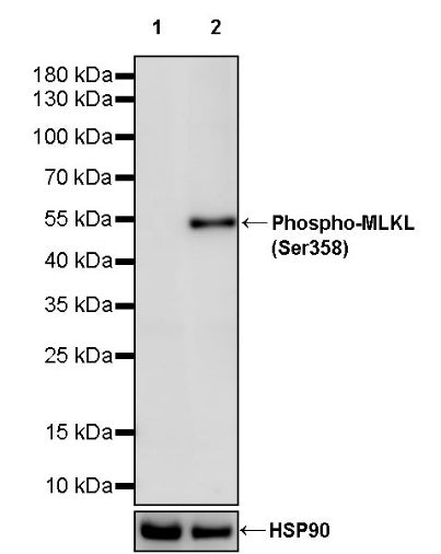 Phospho-MLKL (Ser358) Recombinant Rabbit mAb (S-4248)