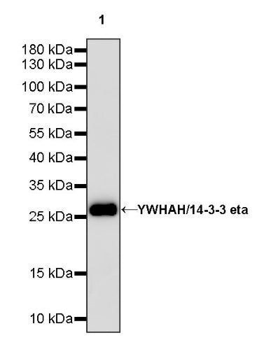 YWHAH/14-3-3 eta Recombinant Rabbit mAb (S-1327-22)