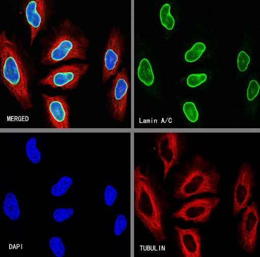 Lamin A/C Recombinant Rabbit mAb (Alexa Fluor® 488 Conjugate) (SDT-R041)