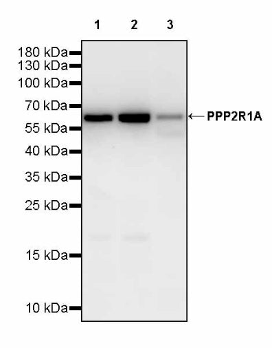 PPP2R1A Rabbit Polyclonal Antibody