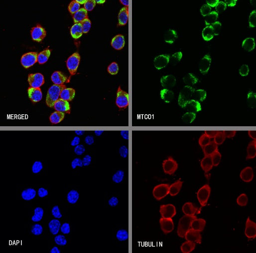 MTCO1 Recombinant Rabbit mAb (S-2205-28)