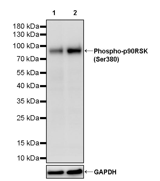 Phospho-p90RSK (Ser380) Recombinant Rabbit mAb (S-4985)