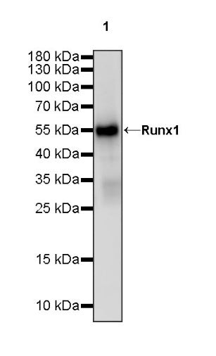 Runx1 Recombinant Rabbit mAb (S-959-64)