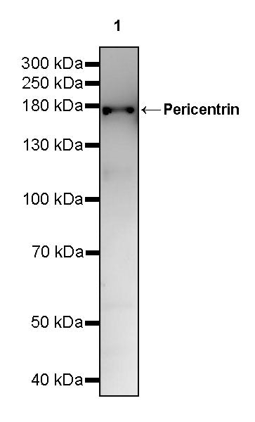 Pericentrin Recombinant Rabbit mAb (S-3515-69)