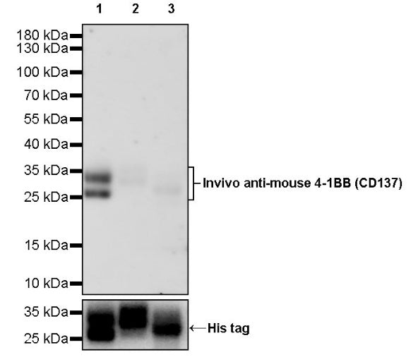 Invivo anti-mouse 4-1BB (CD137) Recombinant mAb