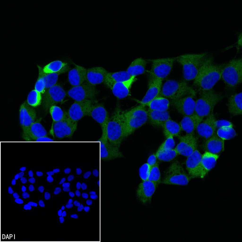Beta III tubulin Recombinant Rabbit mAb (Alexa Fluor® 488 Conjugate) (SDT-251-28)