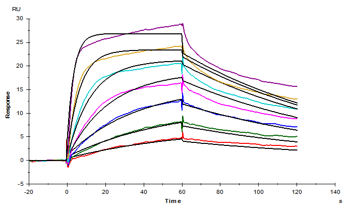 CD3 epsilon&CD3 gamma Heterodimer, Fc, His Tag&Fc, Flag Tag Protein, Human