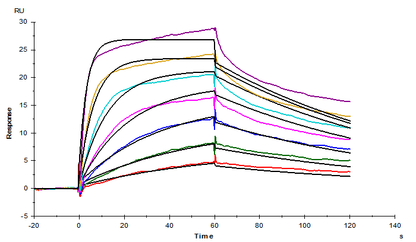 CD3 epsilon&CD3 gamma Heterodimer, Fc, His Tag&Fc, Flag Tag Protein, Human