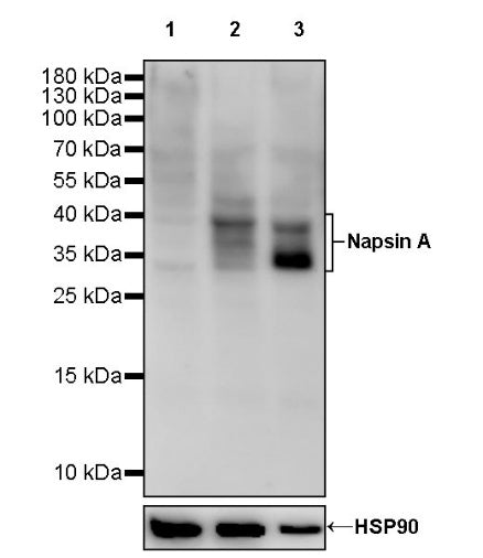 Napsin A Recombinant Rabbit mAb, PBS Only (SDT-2777-115)
