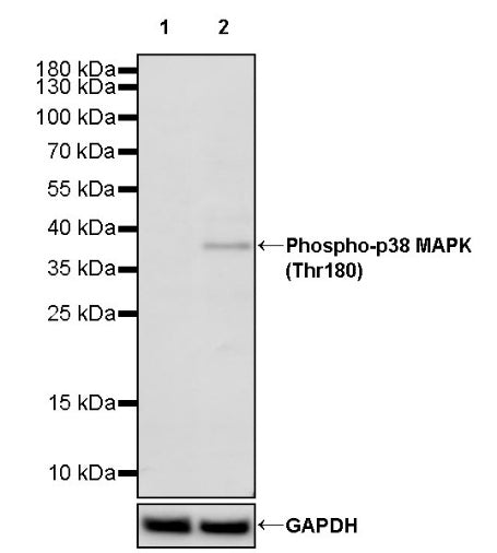Phospho-p38 MAPK (Thr180) Recombinant Rabbit mAb (S-1553-9)