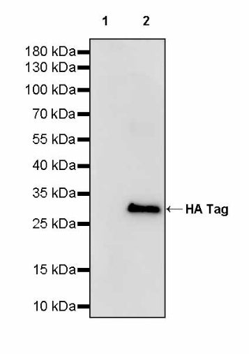 HA Tag Recombinant Rabbit mAb (S-4144)