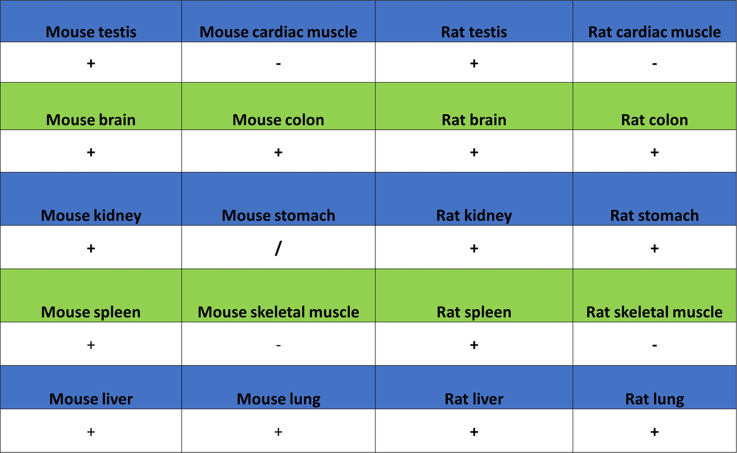 Golgin-245 Recombinant Rabbit mAb (S-4473-8)