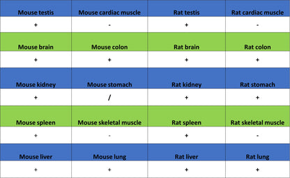 Golgin-245 Recombinant Rabbit mAb (S-4473-8)