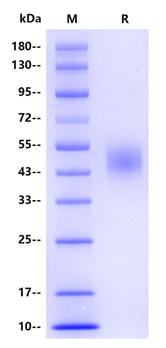 Human CD19, His tag