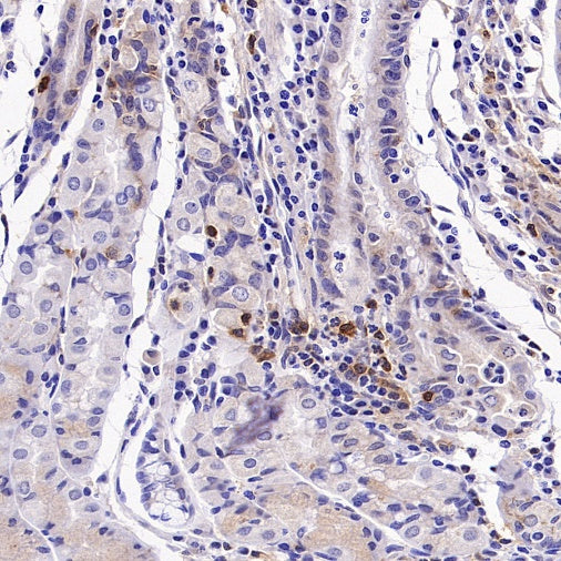 GBP5 Rabbit Polyclonal Antibody