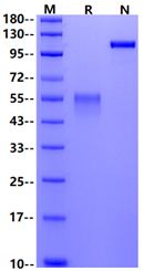 Frizzled-10/FZD10 Fc Chimera Protein, Human