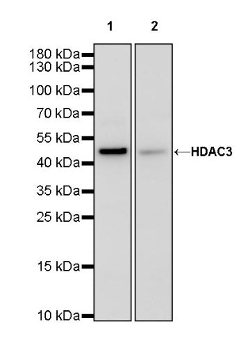 HDAC3 Rabbit Polyclonal Antibody