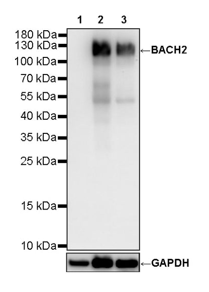 BACH2 Rabbit Polyclonal Antibody