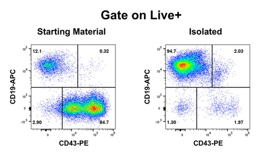 Human Pan B Cell Isolation Kit (Column-Based)