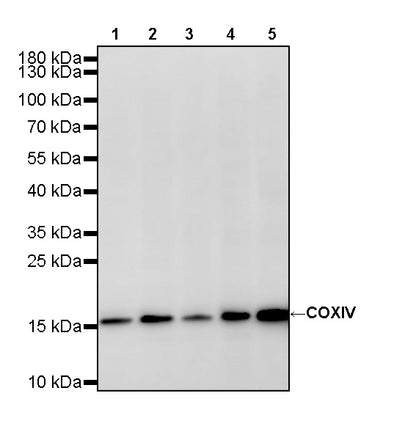 COXIV Recombinant Rabbit mAb (S-5358)