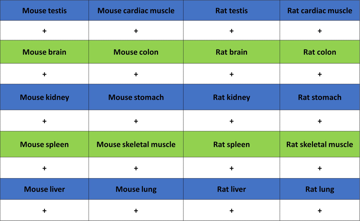 S-RMab® GAPDH Recombinant Rabbit mAb (S-240-147)