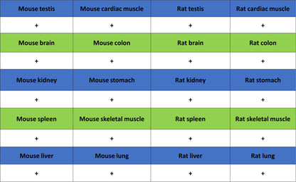 S-RMab® GAPDH Recombinant Rabbit mAb (S-240-147)