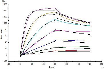 Thrombopoietin R/TPO R His Tag Protein, Mouse