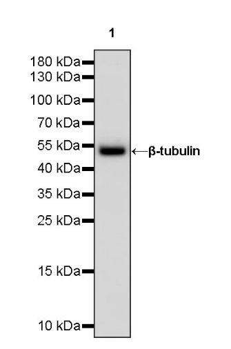 Goat Anti-Rabbit IgG(H+L) Recombinant pAb (min X Hu Sr Prot), HRP