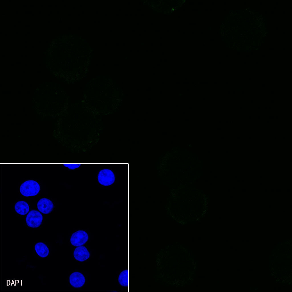 CD11b Recombinant Rabbit mAb,PBS Only (SDT-058-44)