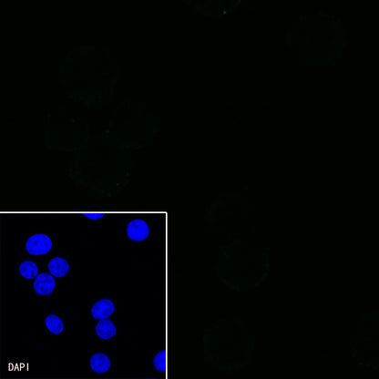 CD11b Recombinant Rabbit mAb,PBS Only (SDT-058-44)