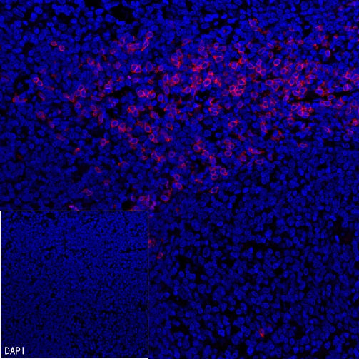 CD8α Mouse mAb (Alexa Fluor® 555 Conjugate) (SDT-1036-34)