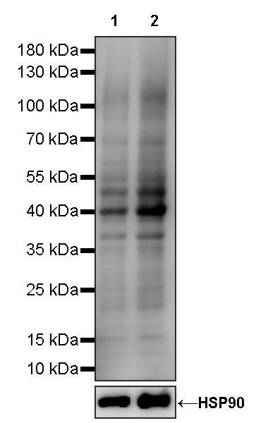 S-RMabMixTM 2-hydroxyisobutyryllysine Rabbit mAb