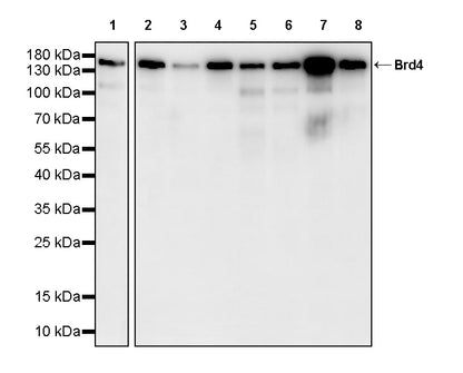 Brd4 Recombinant Rabbit mAb (S-5145)