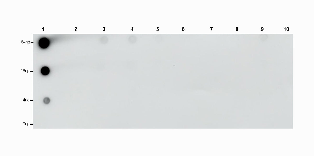 L-Lactyl Lysine Rabbit mAb