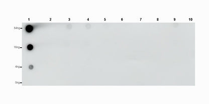 L-Lactyl Lysine Rabbit mAb