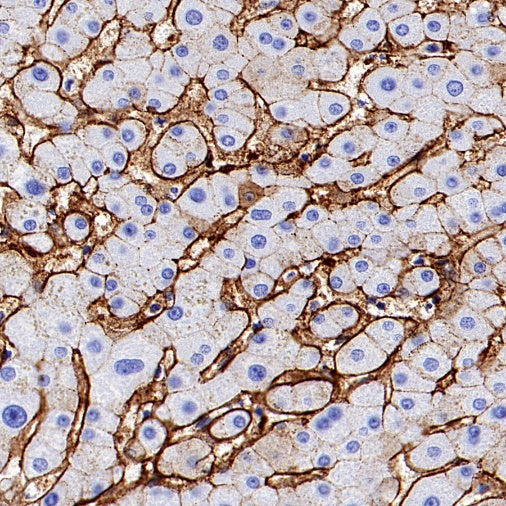 CD138 Recombinant Rabbit mAb (S-417-199)