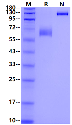 4-1BB ligand/TNFSF9 Fc Chimera Protein, Rat